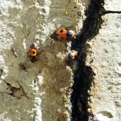 Bloody Sap Beetle thumbnail 2