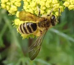 Golden-haired Miner Bee thumbnail 1