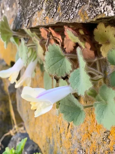 Trailing Snapdragon