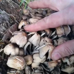 Common Ink Cap thumbnail 2