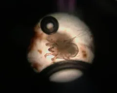 Ear Mange Mite thumbnail 4