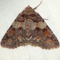 Pine False Looper Moth thumbnail 1