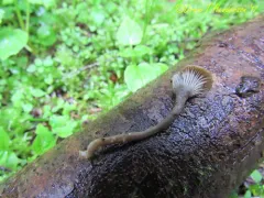 Arrhenia obscurata thumbnail 3