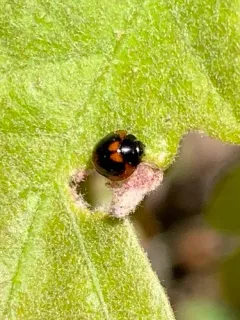 Exochomus marginipennis thumbnail 2