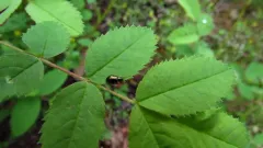 Altica probata thumbnail 2