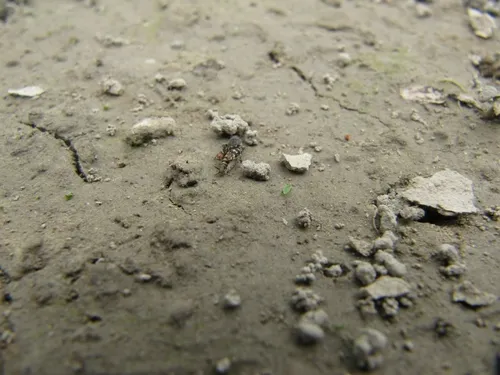 Smaller Sand Cricket