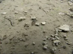 Smaller Sand Cricket thumbnail 1