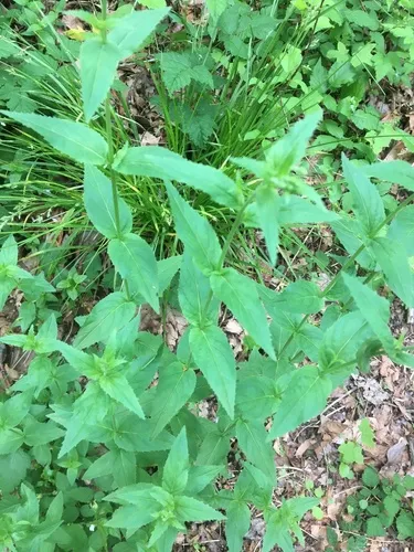 Broad-leaved Willowherb