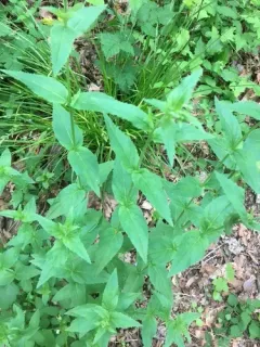 Broad-leaved Willowherb thumbnail 1