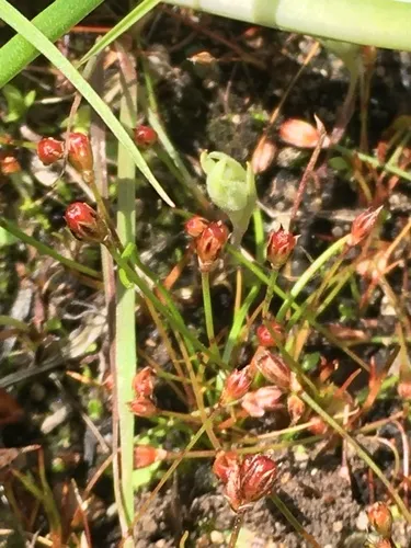 kellogg's dwarf rush