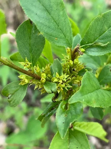 Lanceleaf Buckthorn