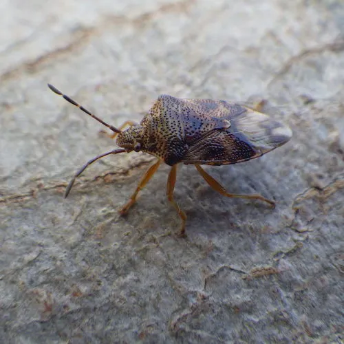Edge-striped Shield Bug