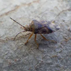 Edge-striped Shield Bug thumbnail 1