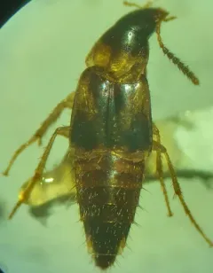 Lordithon scutellaris thumbnail 2