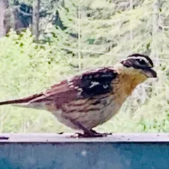 Black-headed Grosbeak thumbnail 2