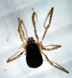 Hesperonemastoma modestum thumbnail 2