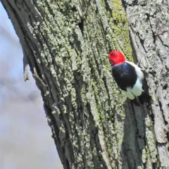 Red-headed Woodpecker thumbnail 4