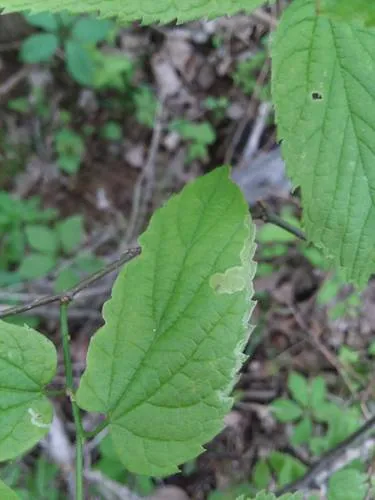 Agromyza varifrons