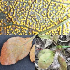 wintergreen rust thumbnail 4