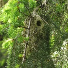 Bushtit thumbnail 4