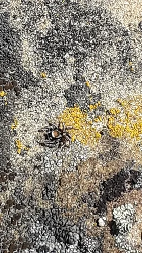 Habronattus clypeatus