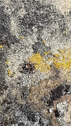 Habronattus clypeatus thumbnail 1