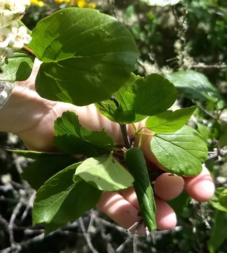 oval-leaved viburnum