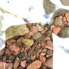 Northern Two-lined Salamander thumbnail 3
