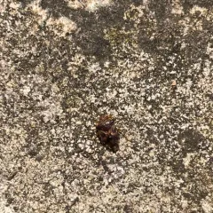 Edge-striped Shield Bug thumbnail 4