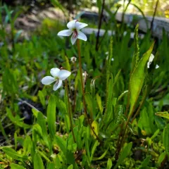 white bog violet thumbnail 4