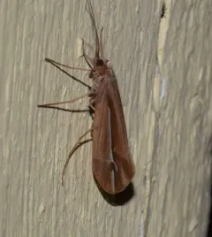 Subboreal Northern Caddisfly thumbnail 2