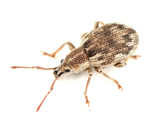 Peritelinus oregonus