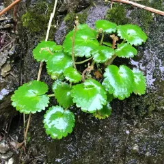 wood saxifrage thumbnail 1