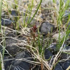 Small-flower Lousewort thumbnail 3