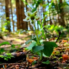 One-flowered Wintergreen thumbnail 3