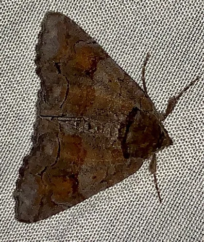 Gray Spring Zale Moth