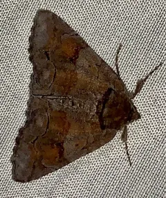 Gray Spring Zale Moth thumbnail 1
