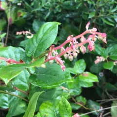 salal thumbnail 2