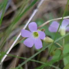 violet woodsorrel thumbnail 3