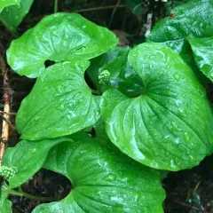 Western Lily of the Valley thumbnail 4