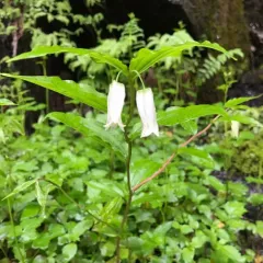 largeflower fairybells thumbnail 4