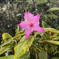 Pacific rhododendron thumbnail 2