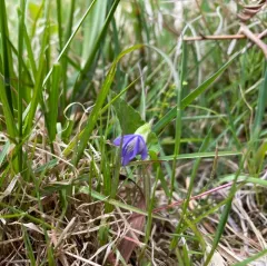 New England Violet thumbnail 4