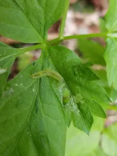 Cylindrotoma americana thumbnail 2