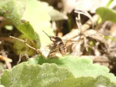 Bombylius pulchellus thumbnail 4