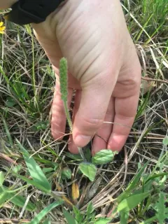 dwarf plantain thumbnail 3