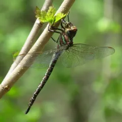 Swamp Darner thumbnail 1