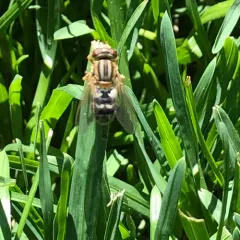 Two-lined Swamp Fly thumbnail 3