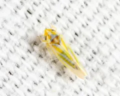 Erythridula penenoeva thumbnail 2