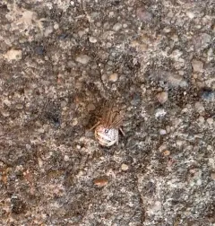 Mimetus epeiroides thumbnail 4